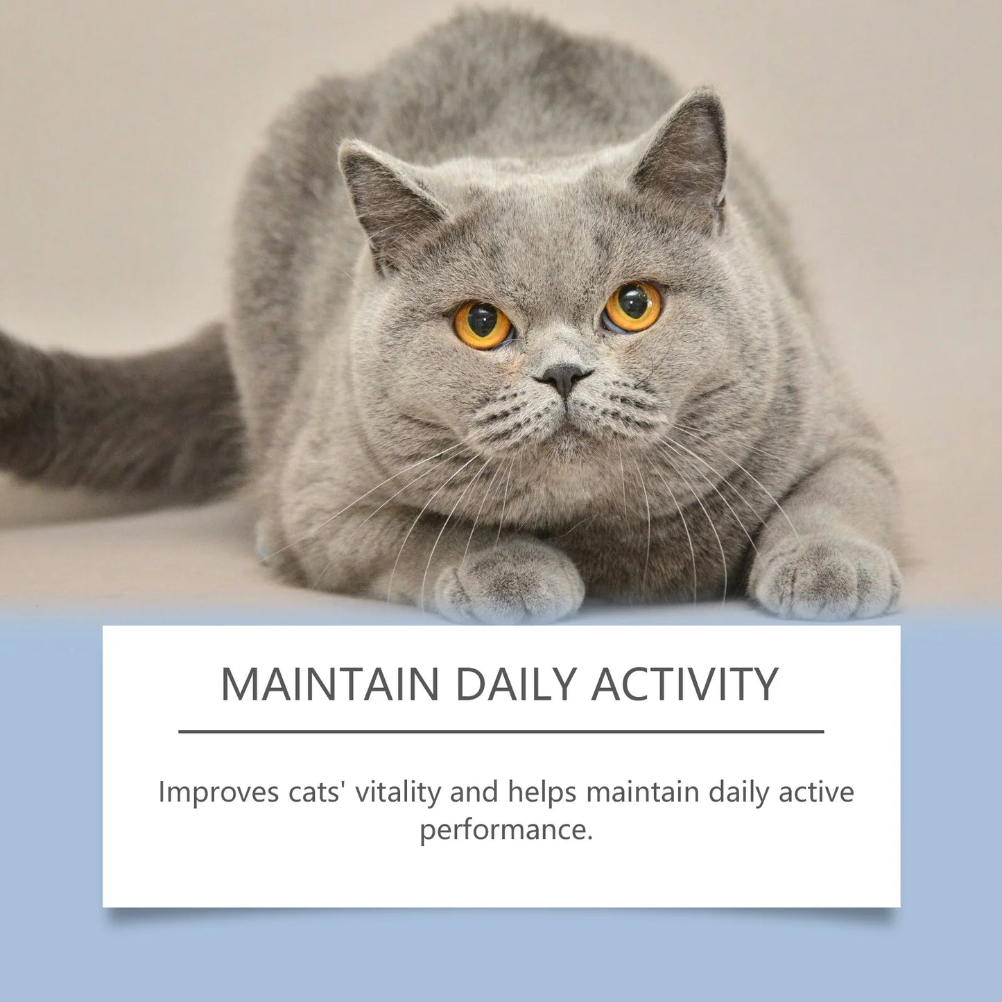 YEGBONG 50ml Cat Vitamin Supplement – Daily Nutrition & Recovery Support