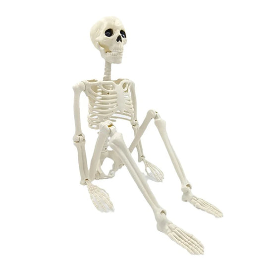 Halloween Skeleton Prop – 3ft Realistic Posable Bone Decor
